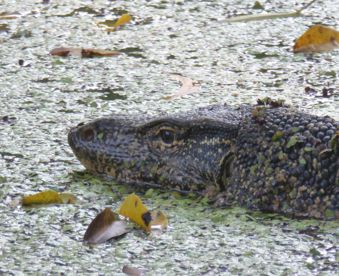 A Water Monitor